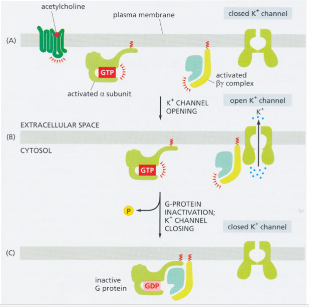 <p>in heart muscle cells: directly opens a K<sup>+</sup> channel in response to ACh from parasympathetic neurons (target protein is an ion channel)</p><p>result: reduced frequency of cardiac muscle contraction</p><p>when alpha subunit reassociates with the complex, K<sup>+</sup> channel closes</p>