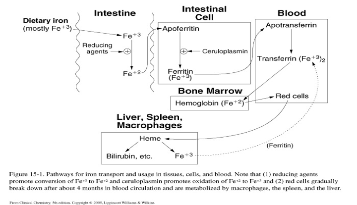 <p>The process through which iron is taken up from the diet, transported in the bloodstream by proteins such as transferrin, and utilized by the body for various physiological functions, including oxygen transport. </p>