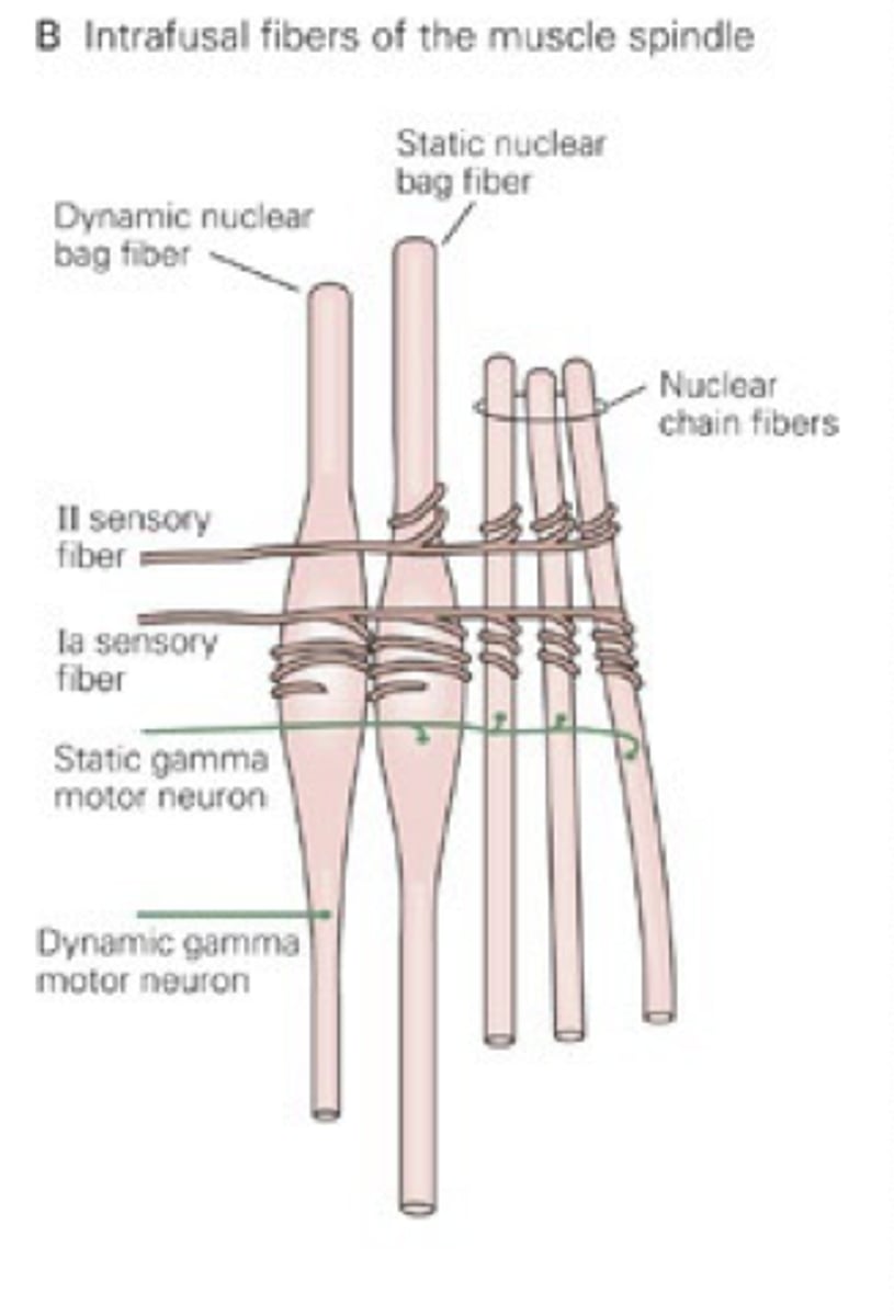 <p>- Intrafusal fiber</p><p>- Afferent sensor endings</p><p>- Efferent motor ending</p>