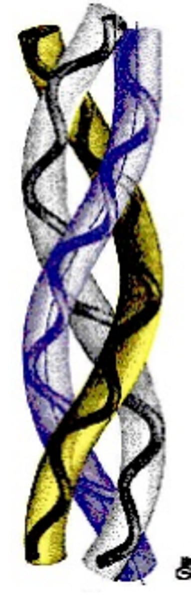 <p>Alpha Triple Helix: 3 bands of Tropocollagen "super-coiled" together</p>