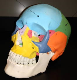 <p>What is this bone (green region)?</p>