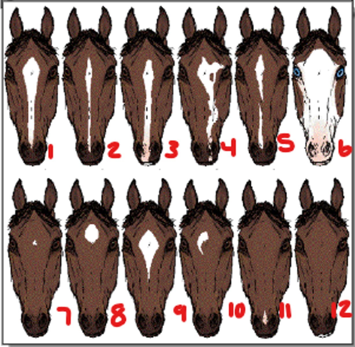<p>Number 12 in the picture</p>