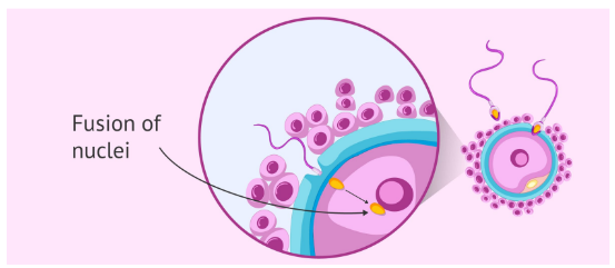 * The membranes of both gametes disappear so that the chromosomes can fuse together, returning to a diploid state. 
* The diploid fertilised egg is now referred to as a zygote.