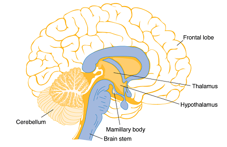 <p>Inferior and slightly anterior to the thalamus; connected to the pituitary gland via the infundibulum.</p>