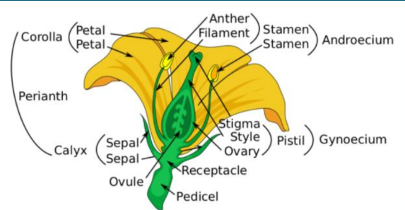 PARTS OF A FLOWER
