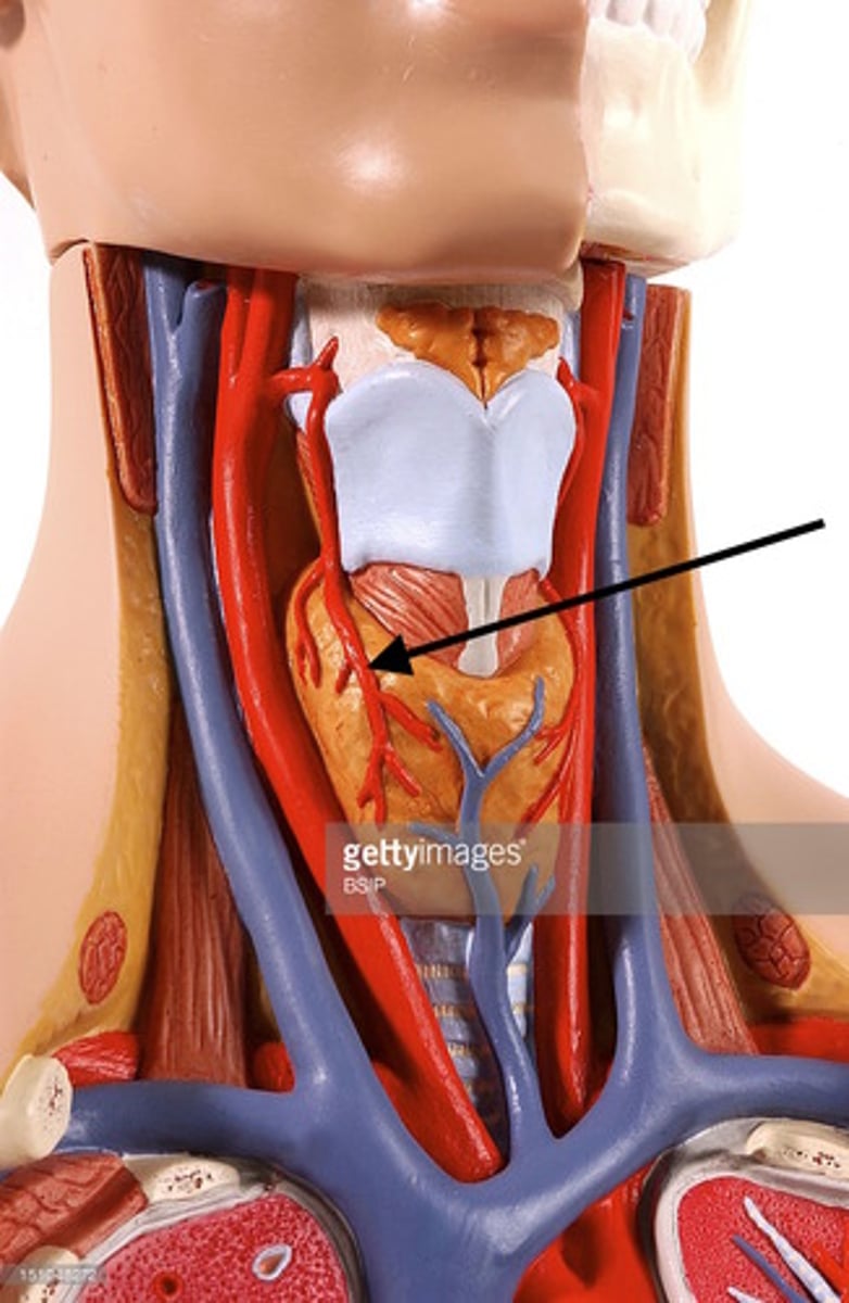 <p>The Superior part of the thyroid is supplied by the Superior Thyroid Artery - what is this a branch of?</p>