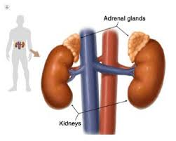 <p><strong>Adrenal Gland’s </strong><span style="color: blue"><strong>Medulla</strong></span><strong> Region </strong></p><p>produces</p><img src="https://lh7-rt.googleusercontent.com/docsz/AD_4nXd1YHDPiK6fOYr9ZRdjmaaWL123ftBx2hdrDc13v7AT6F6GSmkKtyuwEcw6_TZq7KjJs3i6H-A6zGJabfLgodI5-qDzUmQamWiqlhwckPR3tHXTc0qZSZMu9CrdKVUVTTBJM3nEOw?key=X-mcL7cF3rR3Ea-ljLhXOFRU" data-width="25%" data-align="center"><p></p>