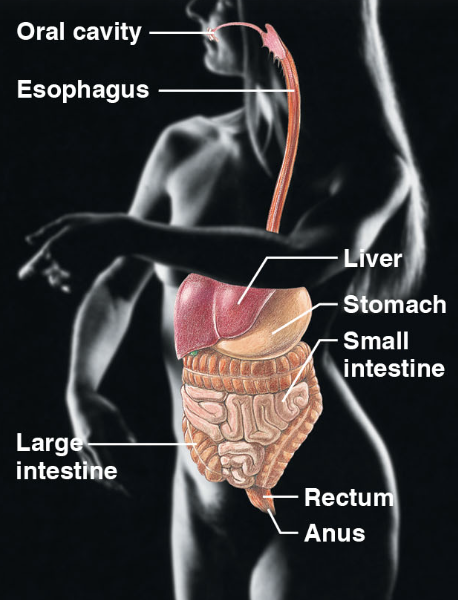\-oral cavity, esophagus, liver, small intestine, rectum, anus, large intestine.

\-breaks down into absorbable units, enter the blood for distribution into body cells. 