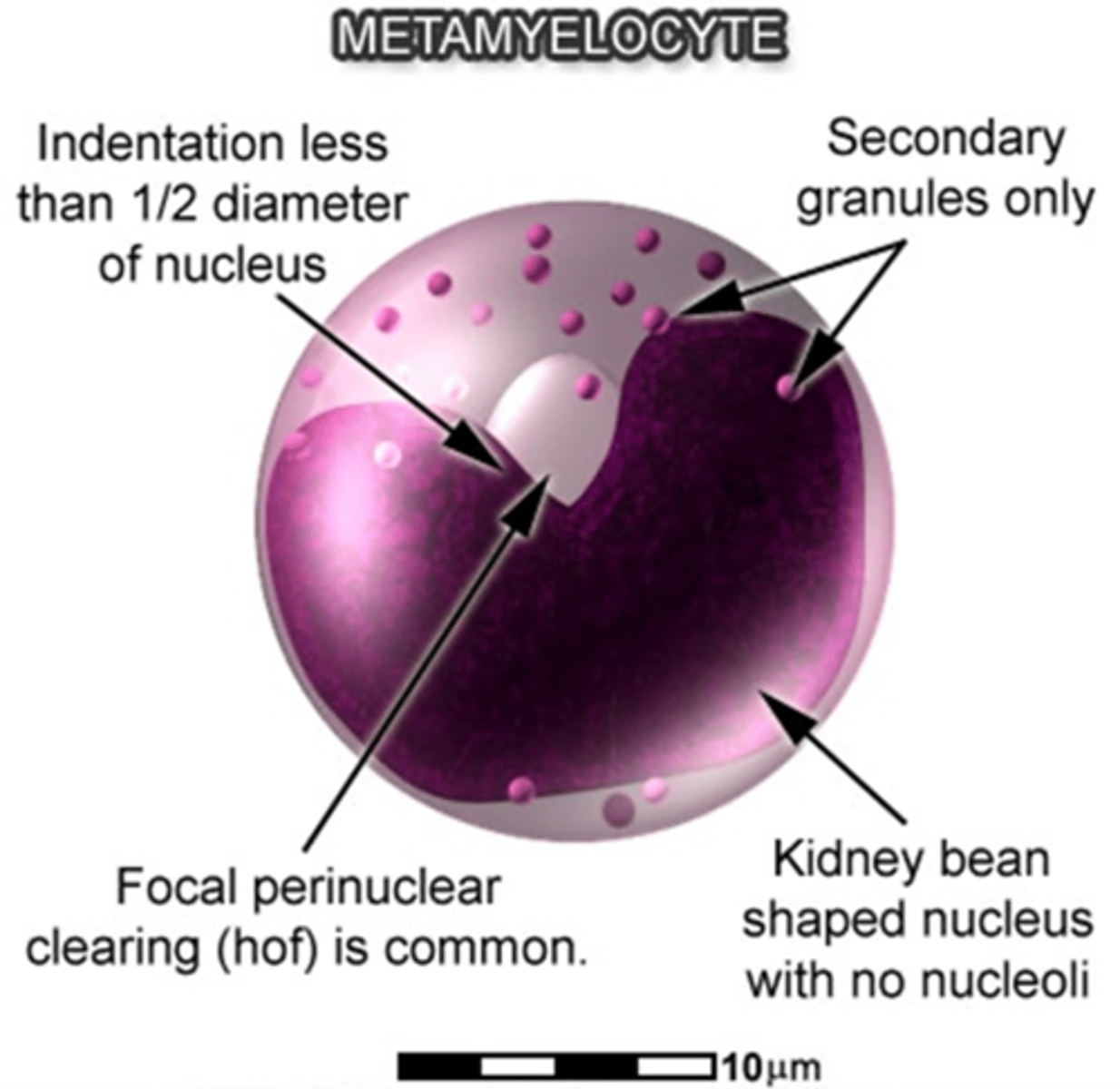 <p>↪ Intermediate N:C ratio (with more cytoplasm than a promyelocyte)</p><p>↪ Kidney bean-shaped nucleus</p><p>↪ Perinuclear clearing is common</p><p>↪ Nucleoli absent</p><p>↪ More cytoplasm with secondary (specific) neutrophilic granules</p>