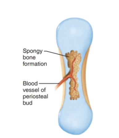 <ol><li><p><strong>Cavities</strong> are invaded by the <strong>periosteal bud</strong></p><ul><li><p>Nutrient a/v/n, red marrow elements, osteoprogenitor cells, osteoclasts</p></li></ul></li><li><p><strong>Osteoclasts</strong> partially erode the <strong>cartilage matrix</strong></p></li><li><p><strong>Osteoprogenitor cells</strong> become <strong>osteoblasts</strong> → <em>(spongy bone formation!)</em></p></li></ol><p></p>