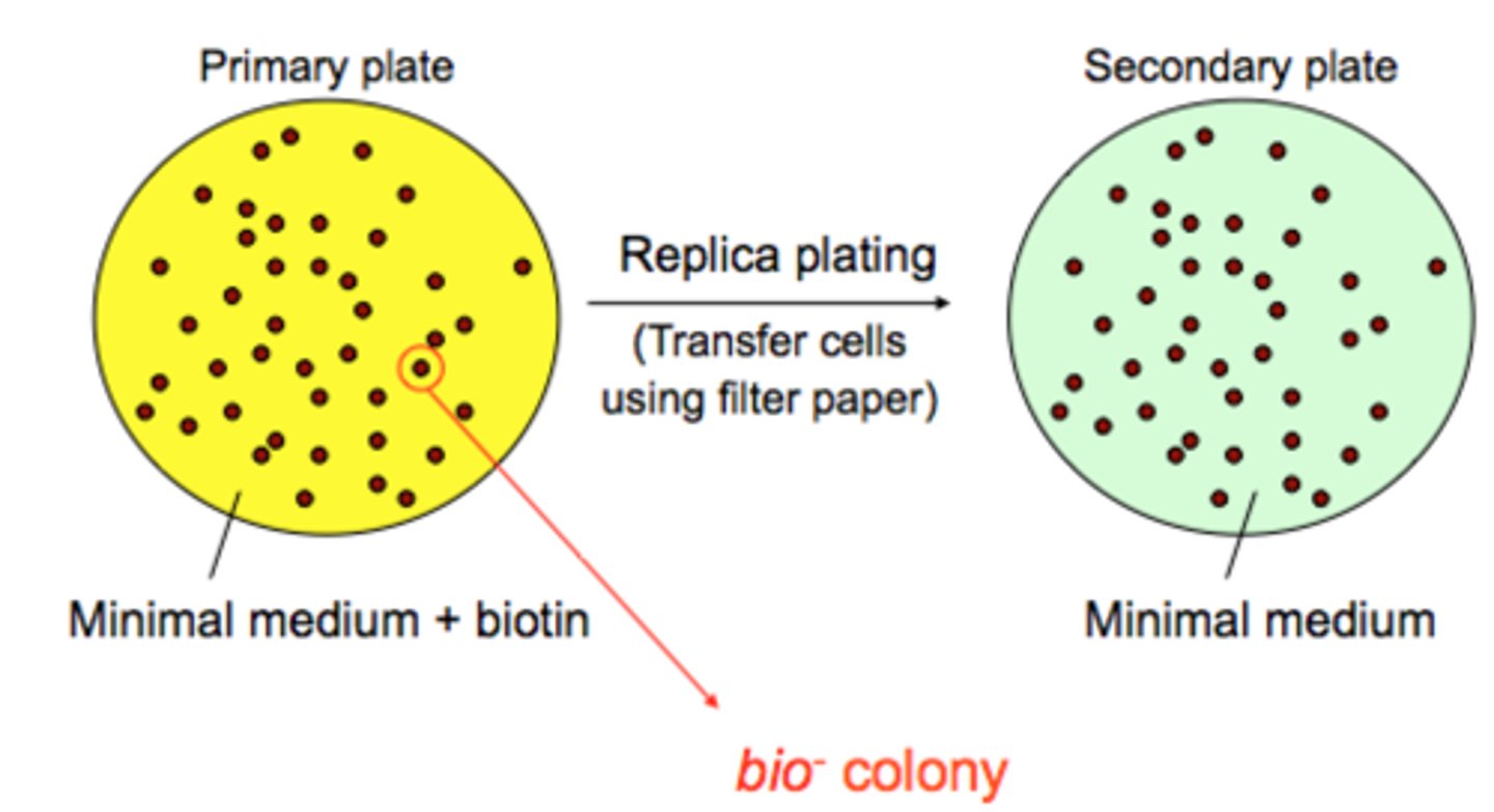 <p>progeny that are genetically different from "parent" (original)</p>