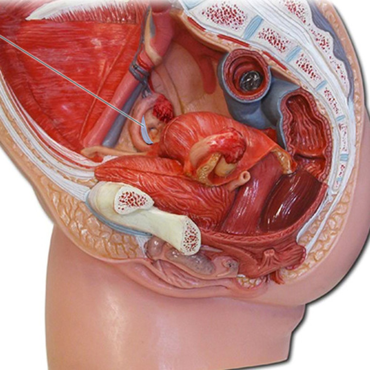 <p>supplies blood to the ovaries</p>