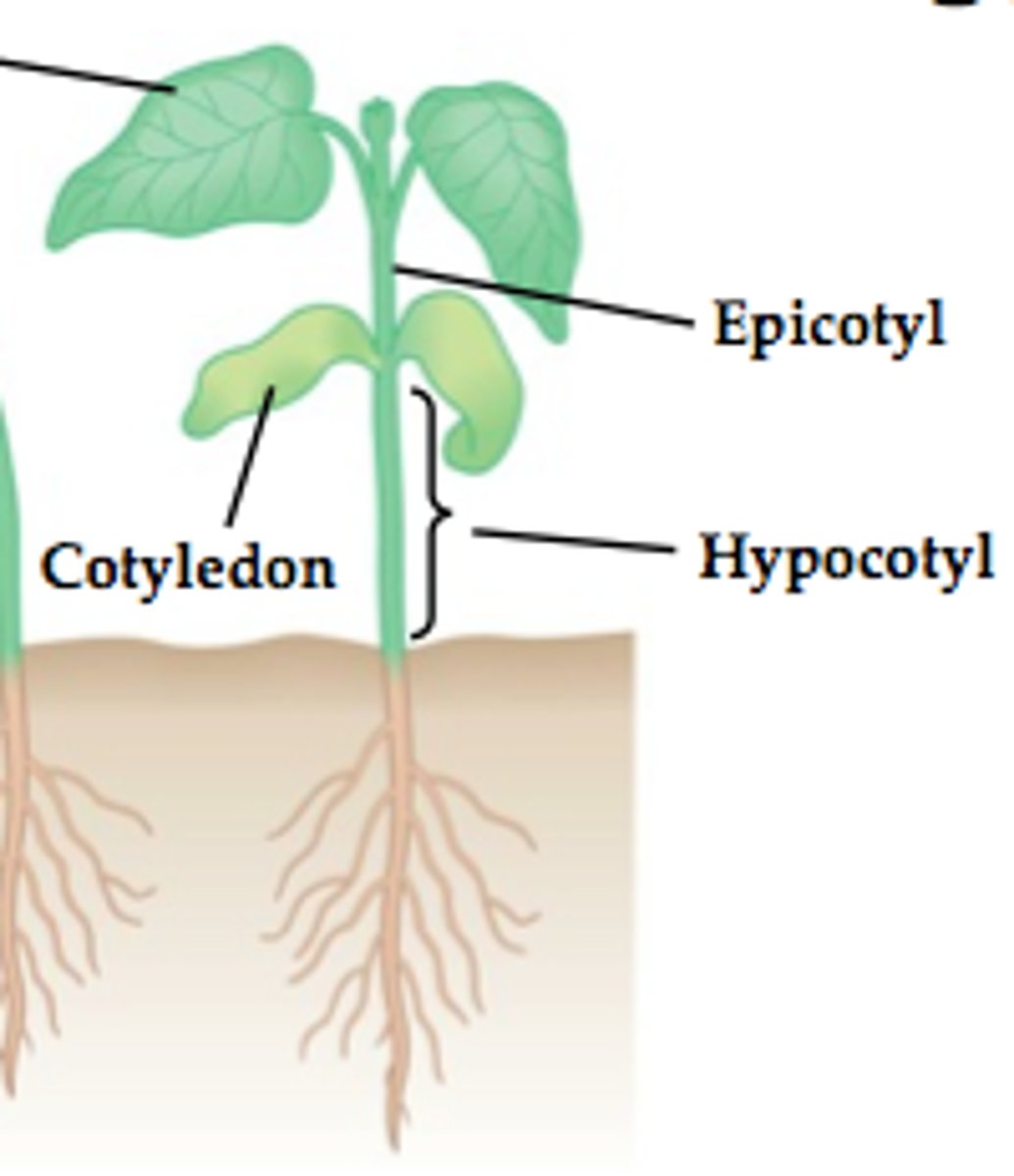 <p>region of stem below cotyledons and above root</p>