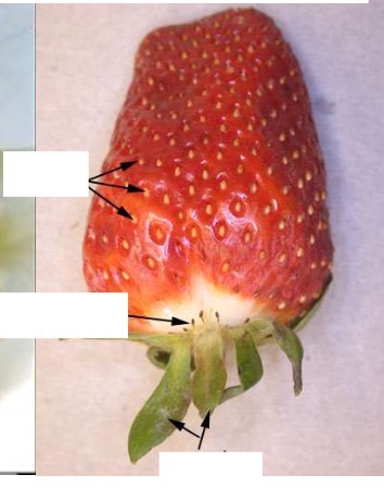<p>Identify the structures in strawberry.</p>