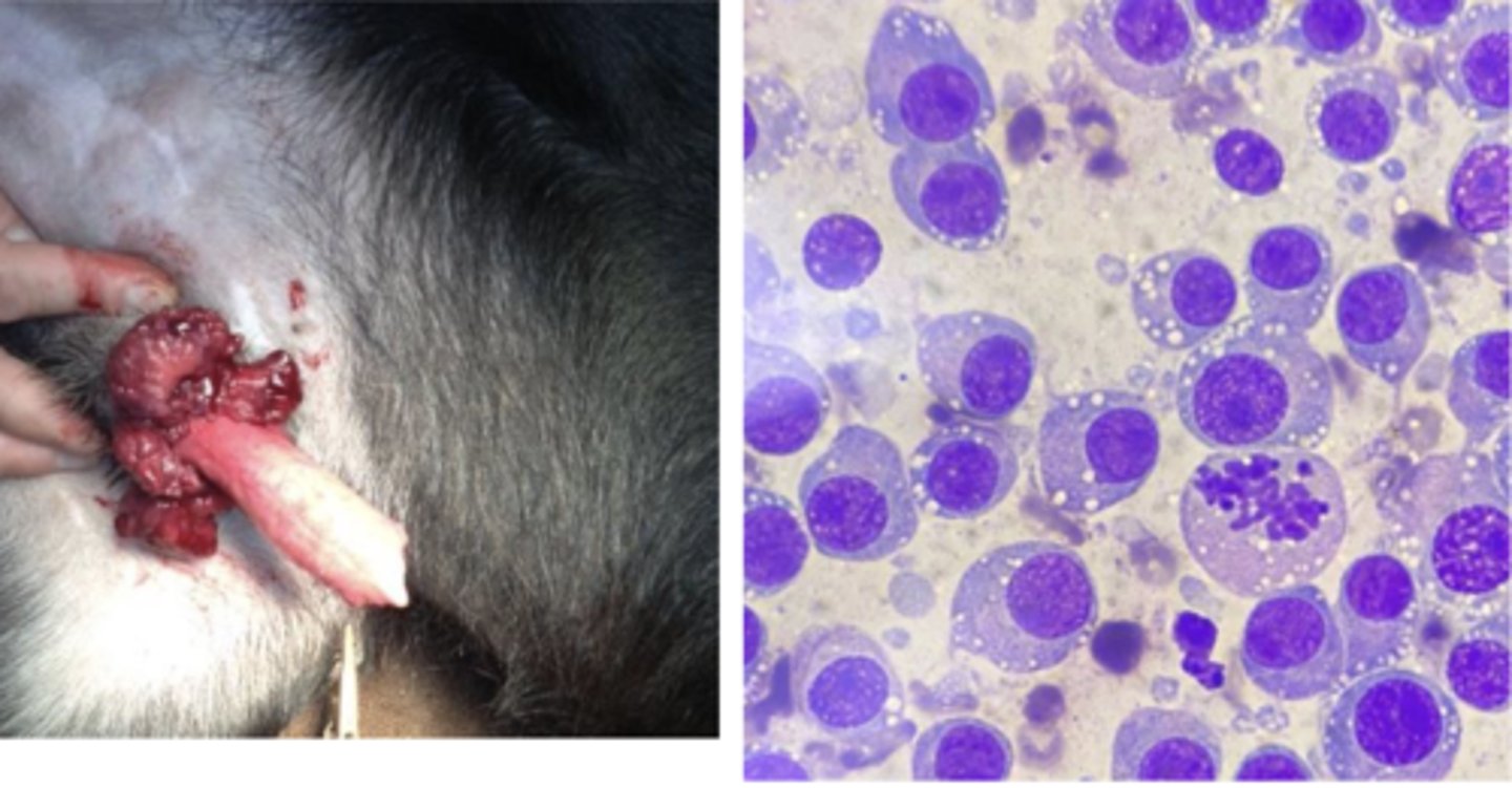 <p>What type of round cell tumor is this?</p>