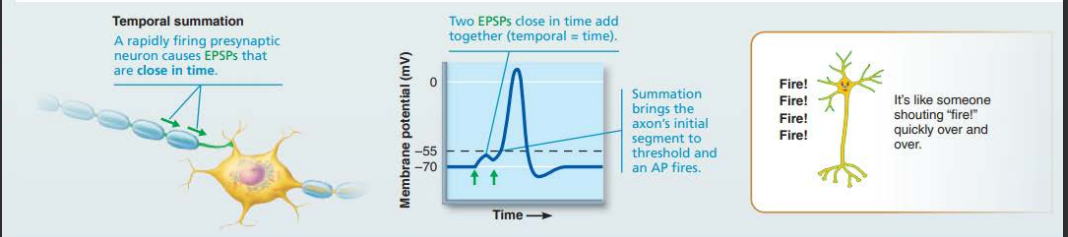 <p>What is temporal summation?</p>