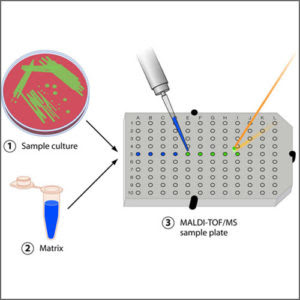 <p>MALDI-TOF</p>