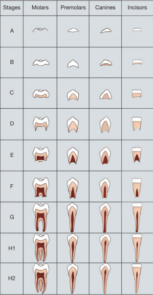 <p><strong><span style="font-family: Times New Roman, serif">A tooth aging method which uses stages A – H2 based on dental maturity, score 0-100 and match up score to age rage, VERY time consuming but doable.</span></strong></p>