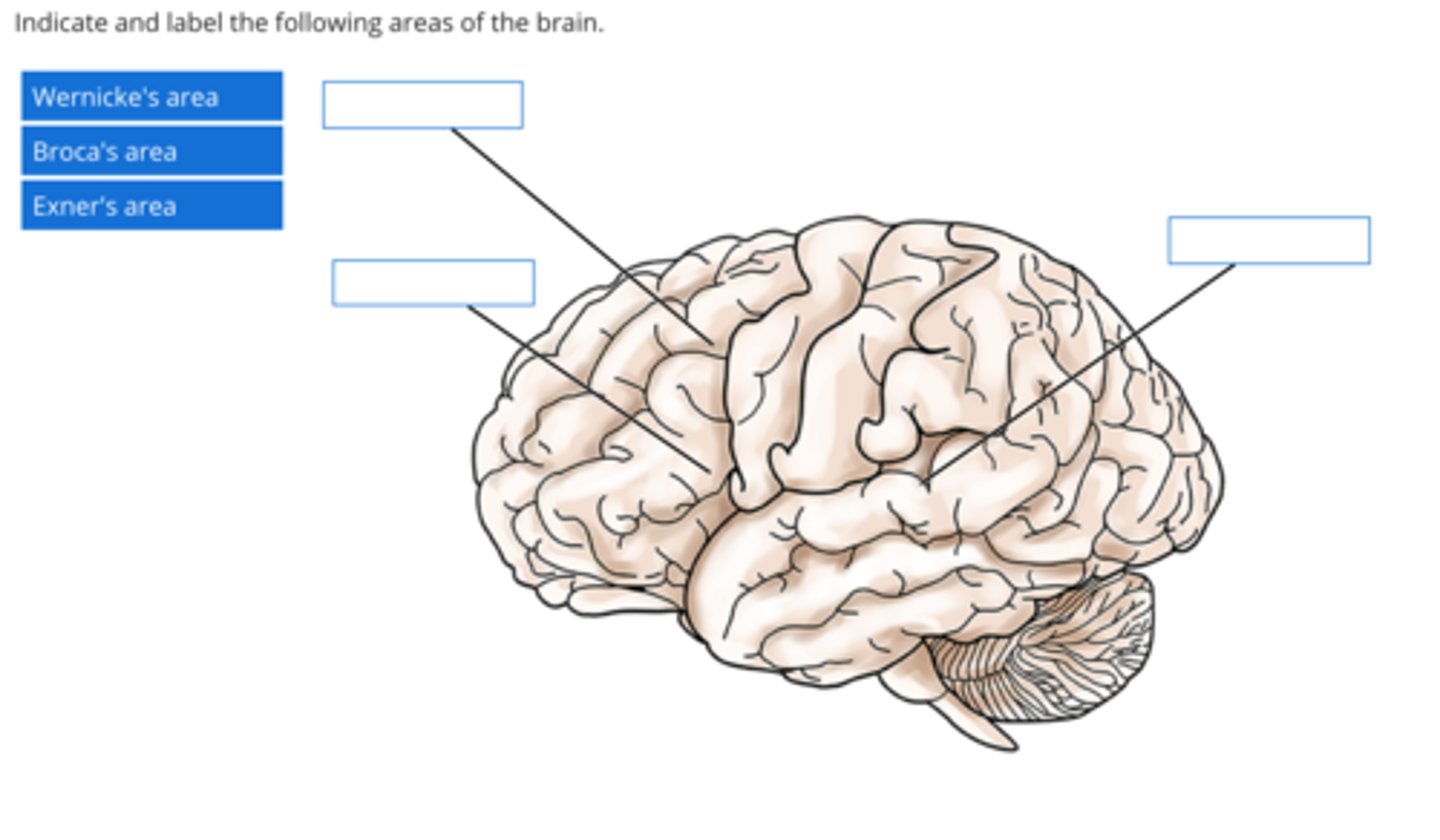 <p>Top Left: Exner's Area</p><p>Bottom Left: Broca's Area</p><p>Right: Wernicke's Area</p>