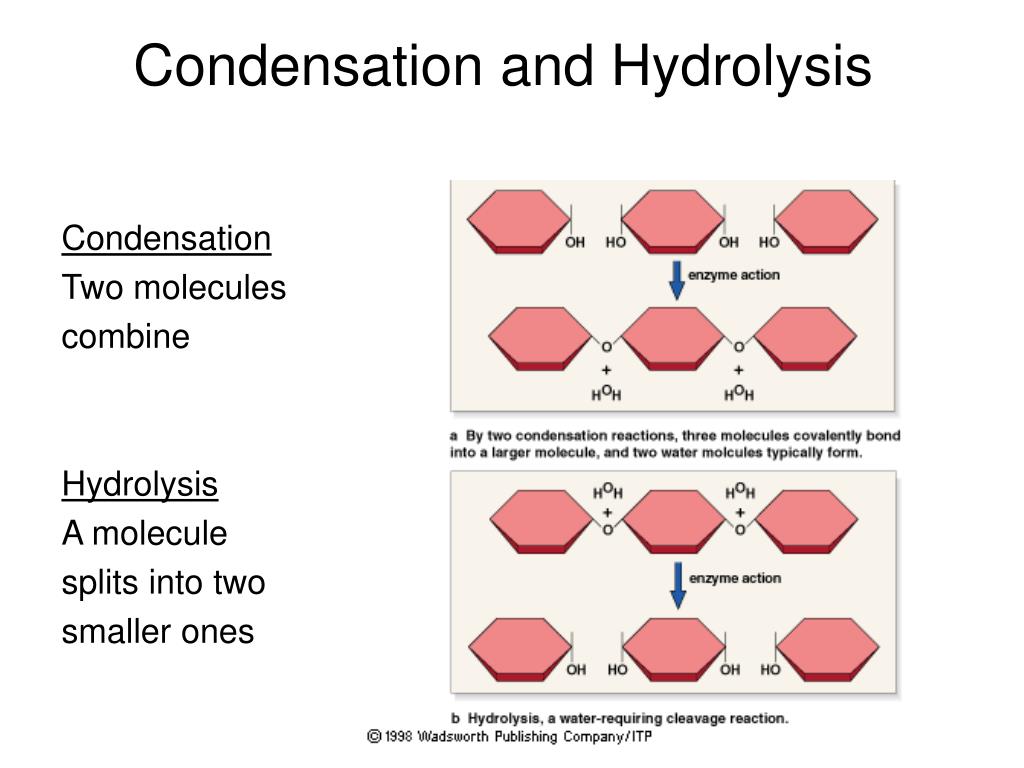 <p>water reacts with chemical to break into smaller molecules</p>