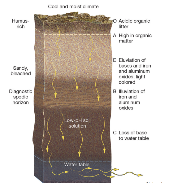 <p><strong>podzolization location and soil</strong></p>
