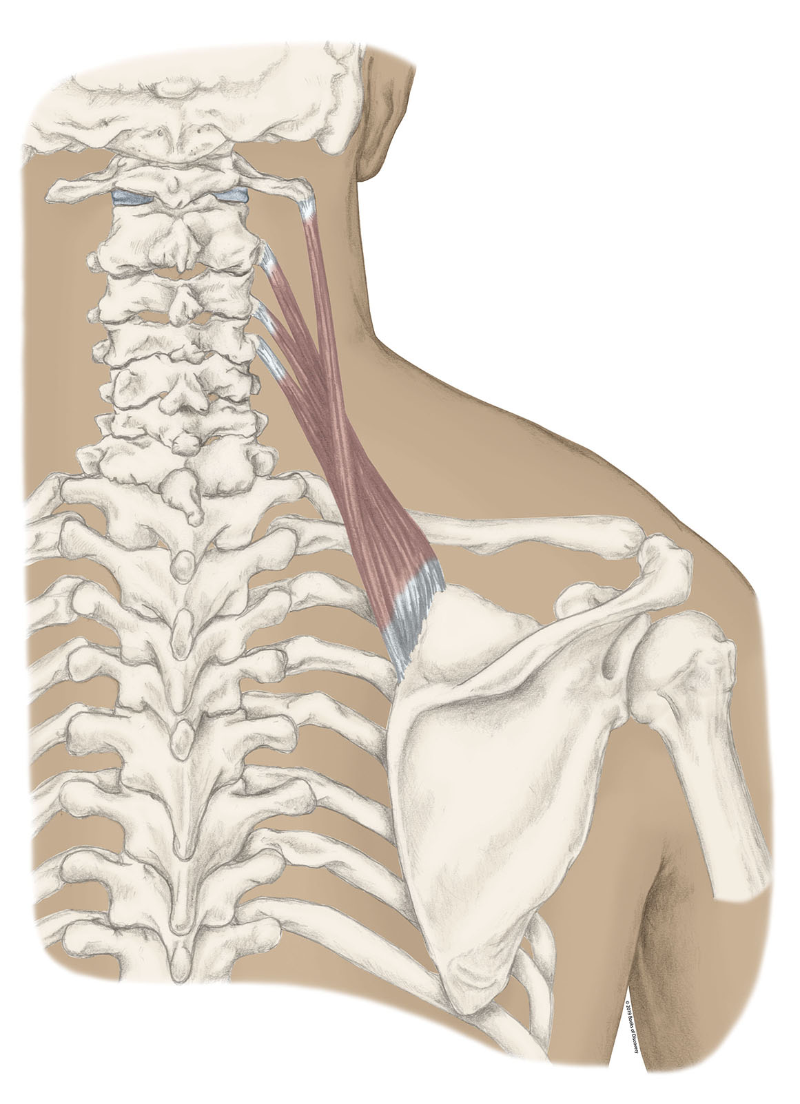 <p>Levator Scapulae </p>