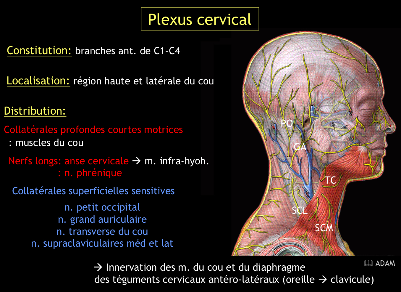 <p>Elle innerve les muscles infra-hyoïdiens, en connexion avec le nerf hypoglosse (XII)</p>