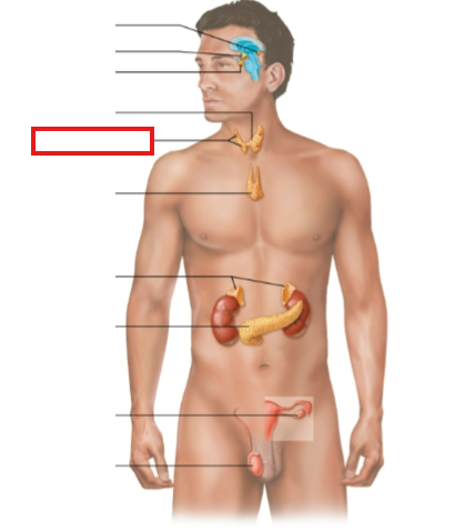 <p>What structure is highlighted?</p>