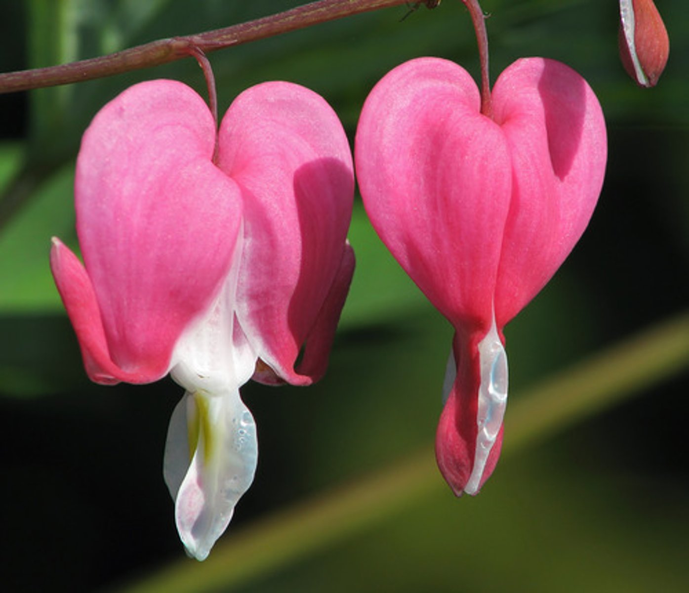 <p>Below ground stem</p><p>ex. bleeding heart</p>