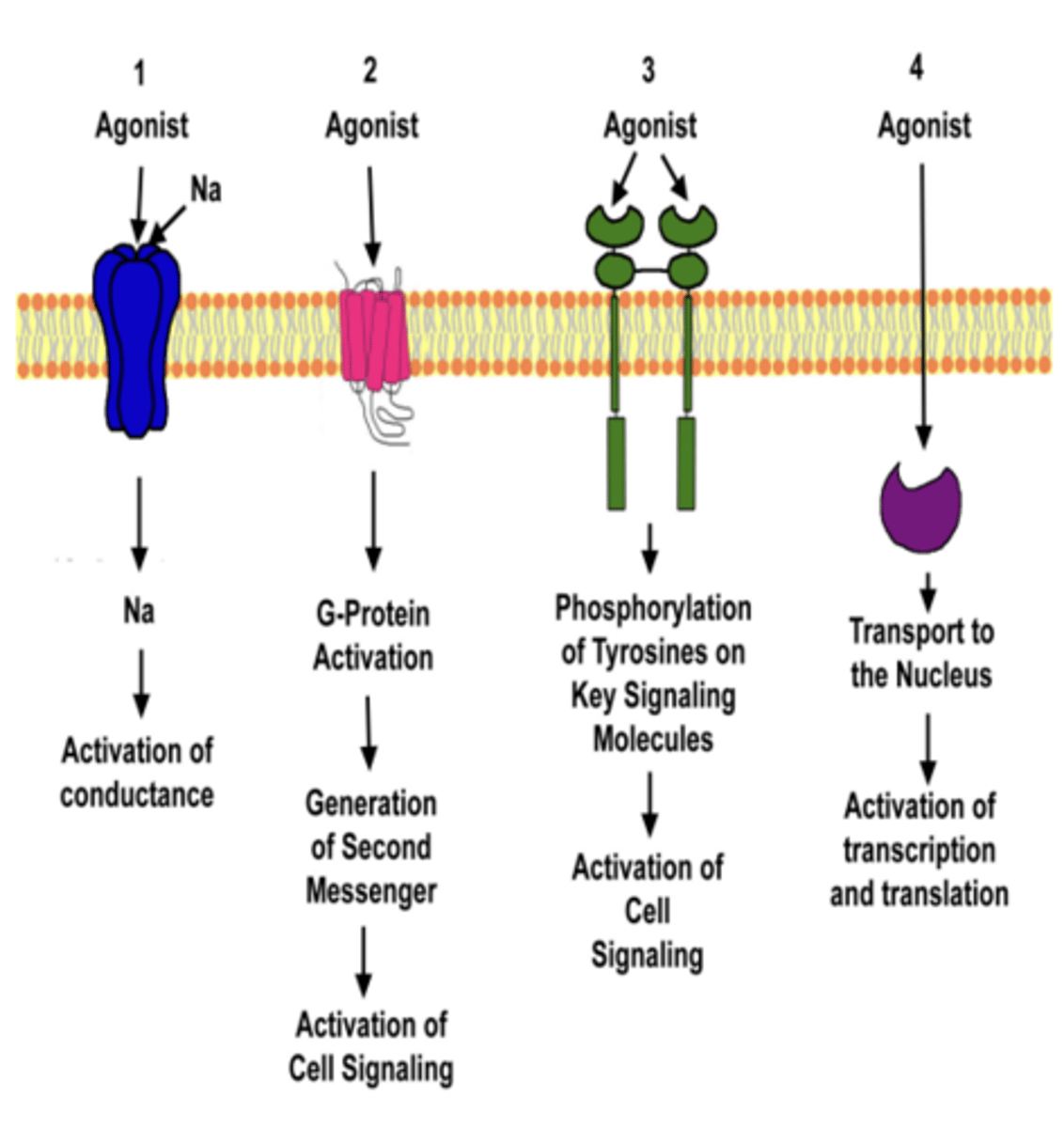<p>- Ion channels (ligand gated, voltage gated)</p><p>- G-Protein Coupled Receptors (aka seven-(pass)-transmembrane domain receptors)</p><p>- Receptor tyrosine kinase</p><p>- Intracellular hormone receptors </p>