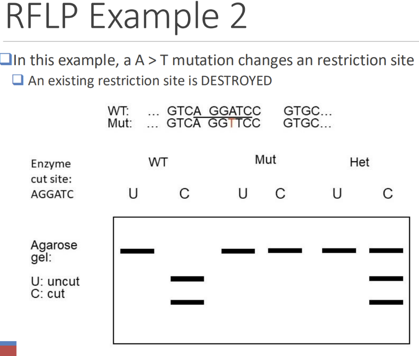 <p>know how to do these examples</p>