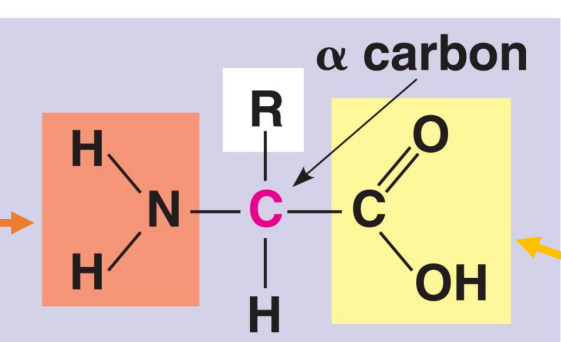 <p>in this general diagram of an amino acid, which is the amino group </p>