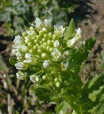 <p>Pennycress - Thlaspi Arvense</p>