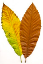 <p><span><strong>Okraj listu pilovitý, listy velké ca 12-15 cm. </strong>U nás nepůvodní, Eurasie</span></p>