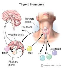 <p><span style="color: green"><strong>stimulates</strong></span> <span style="color: blue"><strong>thyroid</strong></span> to release <span style="color: blue"><strong>thyroid hormones  </strong></span></p><img src="https://images.squarespace-cdn.com/content/v1/615ec1175334524d9e899450/86a2f079-41b2-416b-ae94-a1368820f651/TSH+Thyroid+Hypothalamic+axis.jpeg" data-width="100%" data-align="center" alt=" "><p></p>