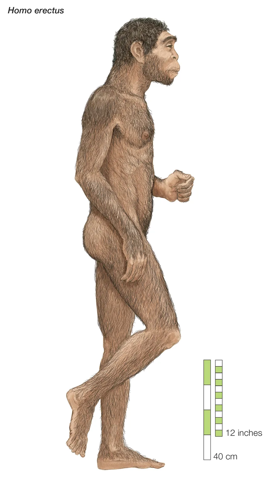 Evolution of Homo Sapiens : Homo Erectus