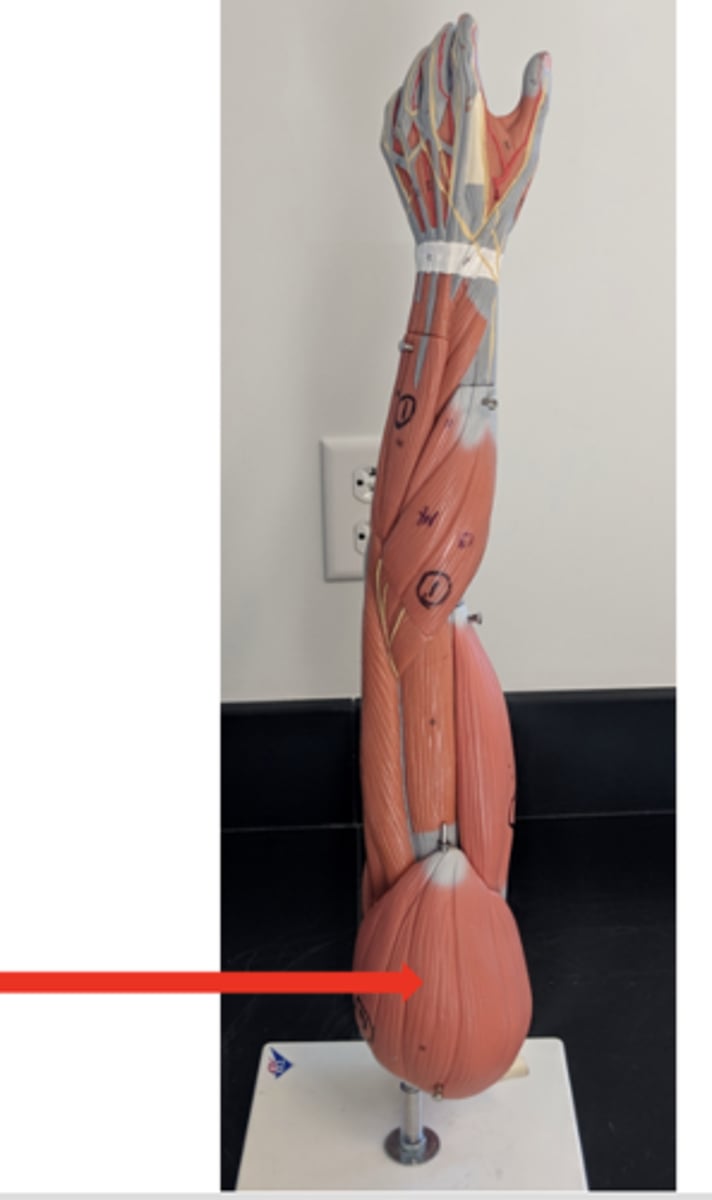 <p>what is this?</p>