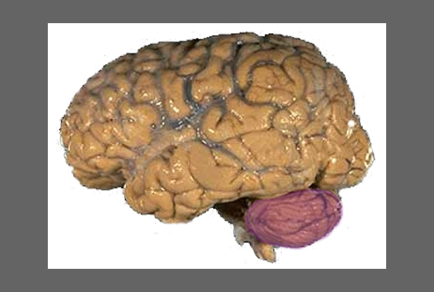 <p><span>"little brain” between brainstem and cerebrum</span></p>