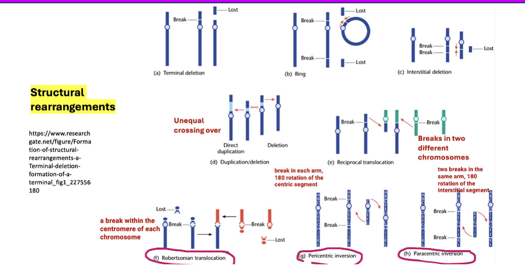 <p>1) Translocations: <strong>Robertsonian translocation</strong><span> is a specific and common </span><strong>type of translocation</strong></p><p>2) Inversions: <strong>Pericentric inversion</strong><span> and </span><strong>c) Paracentric inversion</strong><span> are the two </span><strong>types of inversions</strong><span>.</span></p><p>3) Deletions</p><p>4) Duplications</p>