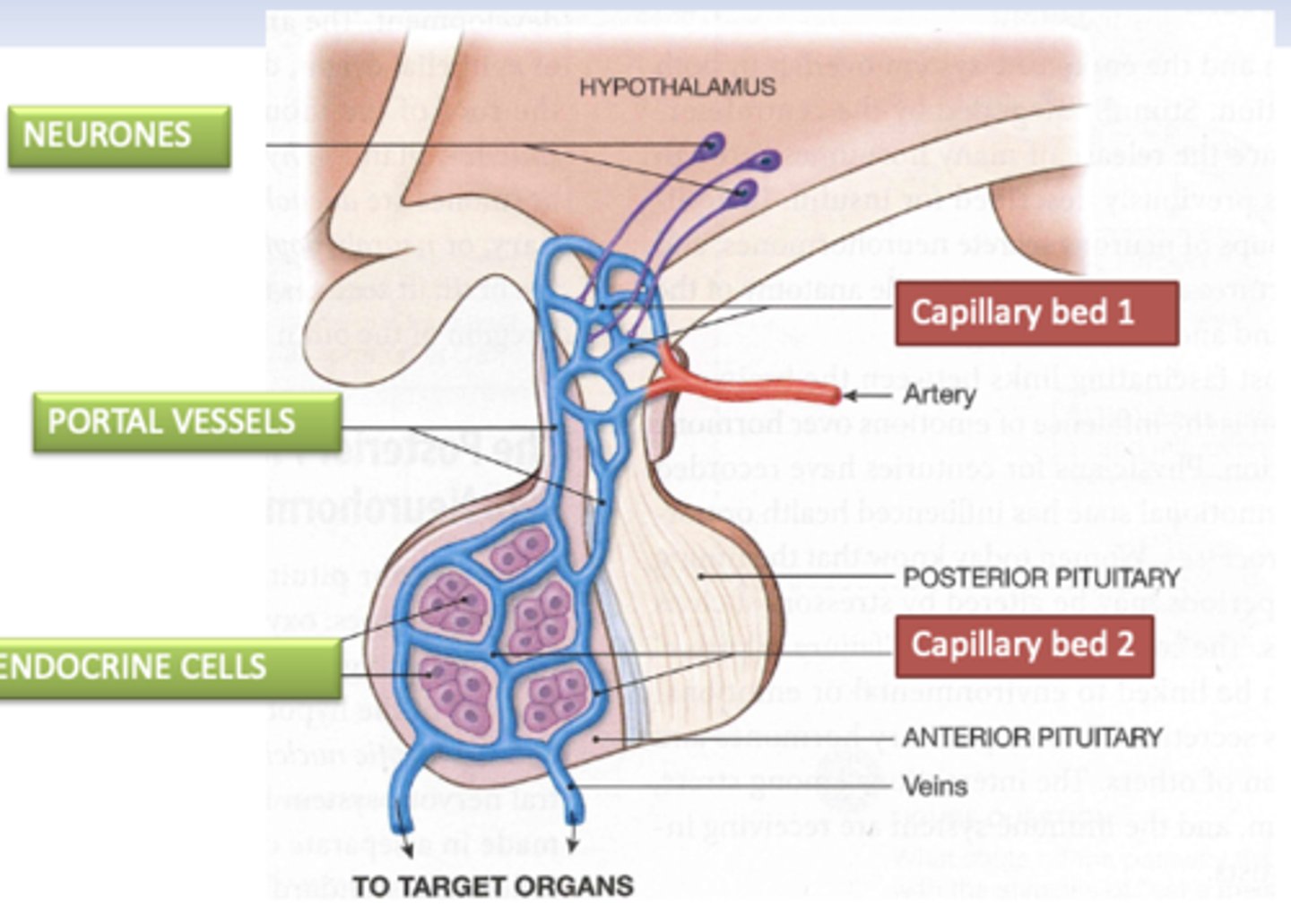 <p>- Neurones synthesising tropic hormones release them into the first capillary system of the portal system</p><p>- Portal vessels carry the tropic neurohormones to the anterior pituitary where they act on the endocrine cells</p><p>- Endocrine cells release their peptide hormones into the second set of capillaries for distribution to the rest of the body.</p>