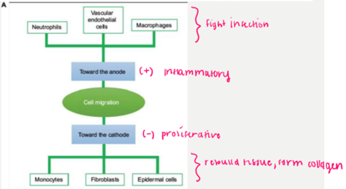 <p>fill negative cavity with hydrogel sheet/moistened gauze and place disposable electrode directly on top</p><p>*place larger dispersive pad 2-15 cm from wound</p><p>**rotate position of pads each treatment</p><p>deep--> place further away</p><p>shallow--> place closer</p><p>INFLAMMATORY PHASE--> anode</p><p>PROLIFERATION PHASE--> cathode</p><p>TREATMENT PARAMETERS:</p><p>- HVPC, 60 mins, 5-7 days/week</p>