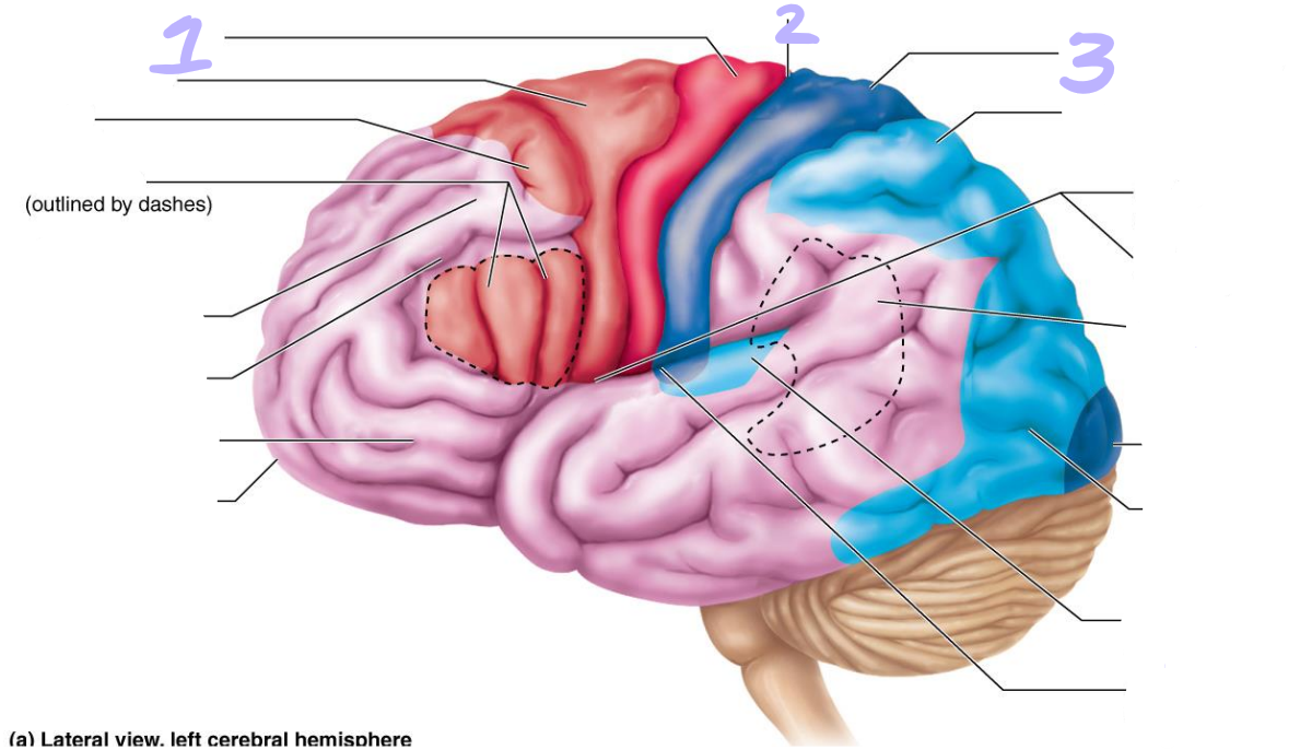 <p>identify these structures</p>