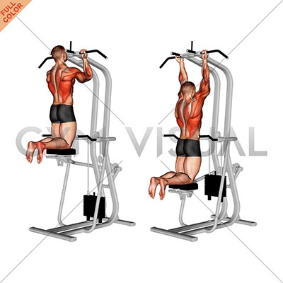 <ul><li><p>Latissimus Dorsi</p></li><li><p>Biceps Brachii</p></li></ul><p></p>