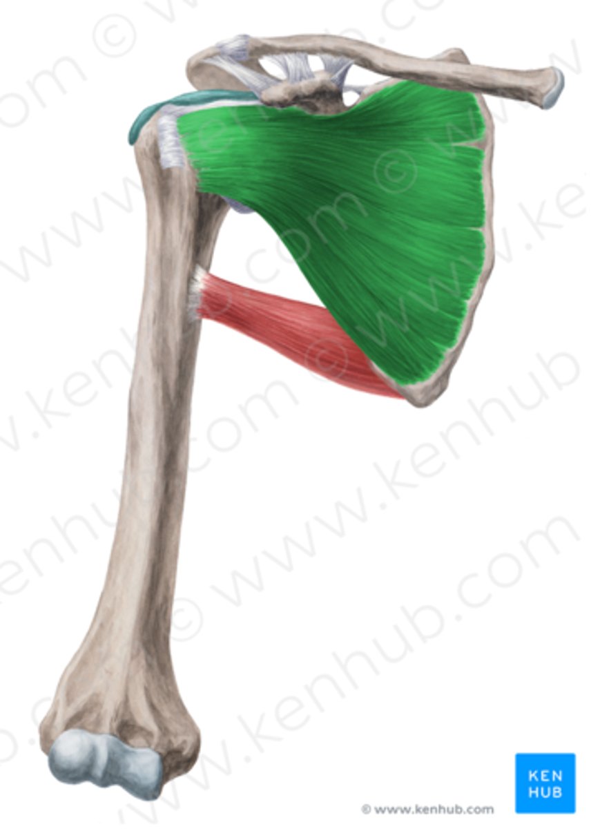 <p>Welke spier is dit?</p>