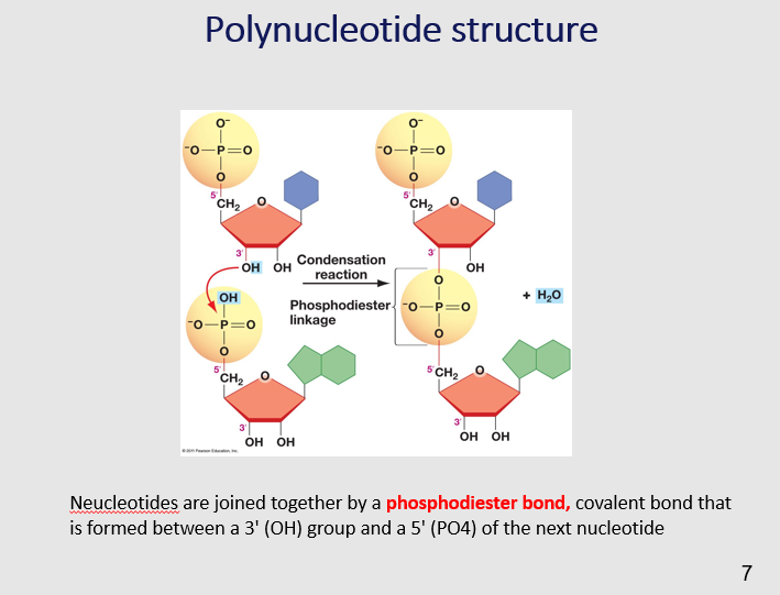 <p>The phosphodiester bond forms the backbone of DNA and RNA molecules. It not only links nucleotides together but also imparts directionality to the chain. The sequence of nucleotides, linked by these bonds, encodes genetic information and is essential for various cellular processes, including protein synthesis.    </p>