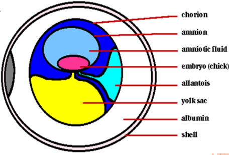 <p>-       Amnion: watery environment</p><p>-       Yolk: food for embryo</p><p>-       Allantois: stores waste</p><p>-       Chorion: membrane, gas exchange</p><p>-       Albumen: egg white, cushion</p>