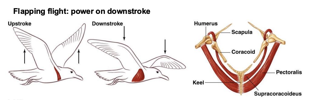 <p>On the downstroke, the pectoralis muscle _______, while the supracoracoideus _______, and vice versa</p>