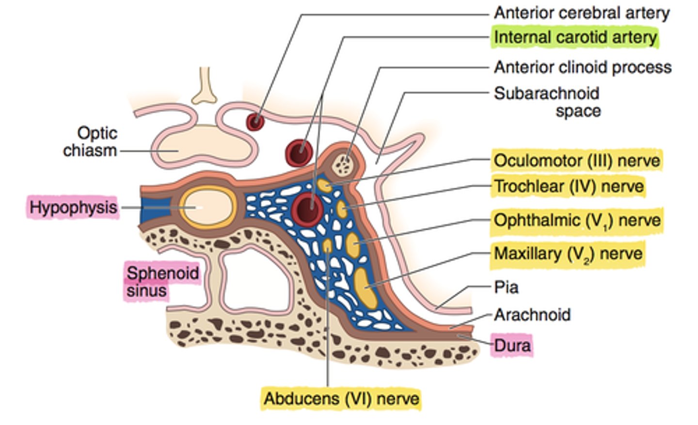 <p>- Sinus betyder utvidgning</p><p>- Vener använder en form av sinus för att göra anastomos, som till exempel sinus cavernosus på bilden.</p>