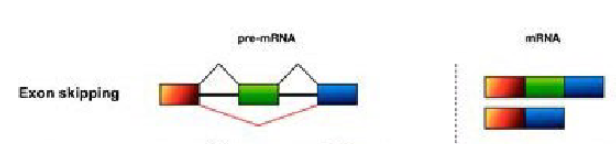 <p>An exon may be either included or excluded from the final mRNA product, creating variants that either contain or lack that specific exon.</p>