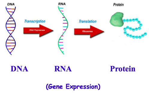 <p>Organelles for protein synthesis (ribosomes) are found in the cytoplasm. DNA is too large to move out of the nucleus, so a section is copied into RNA.</p>